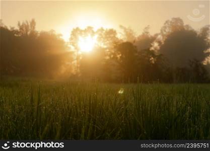 Beautiful sunrise rice green field blur