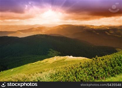 Beautiful sunset and pine forest in Carpathian mountains