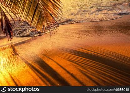 Beautiful sunset at Seychelles beach with palm tree shadow over sand