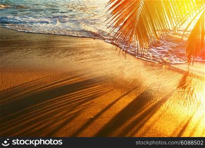 Beautiful sunset at Seychelles beach with palm tree shadow over sand