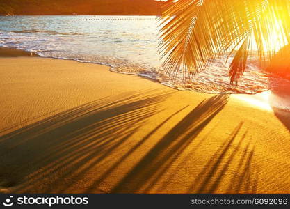 Beautiful sunset at Seychelles beach with palm tree shadow over sand