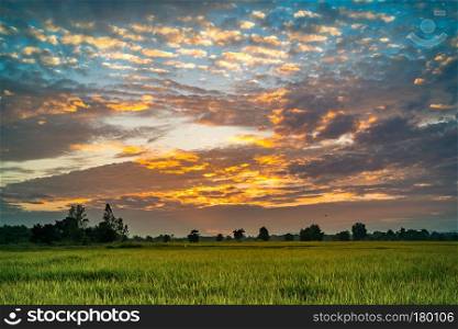 Beautiful sunset at the paddy field in Thailand