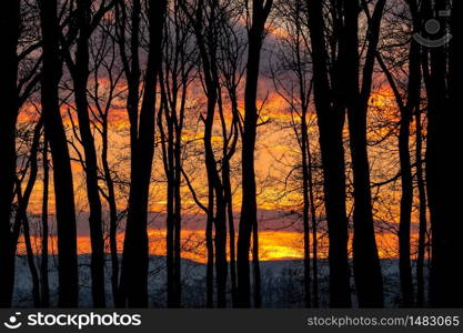 Beautiful sunset behind a clump of trees.