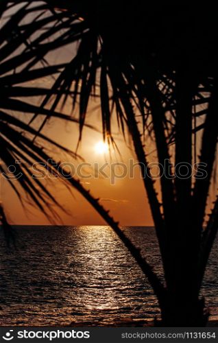 Beautiful sunset from behind a palm tree