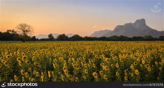 Beautiful sunset landscape with sunflower field and mountain background