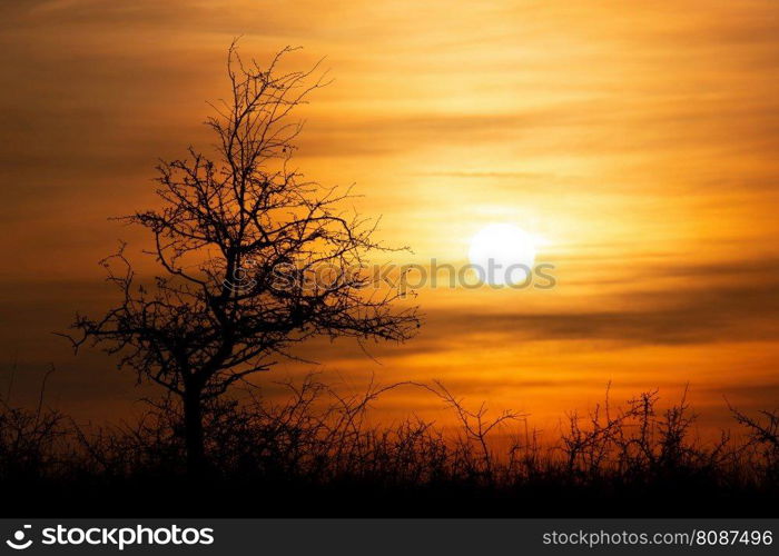 Beautiful sunset landscape with trees.