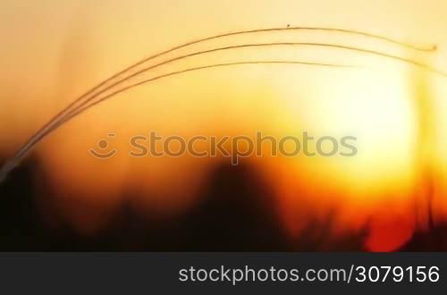 Beautiful sunset light with stipa plant on the meadow