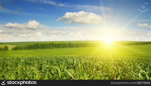 Beautiful sunset on corn field