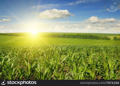 Beautiful sunset on corn field