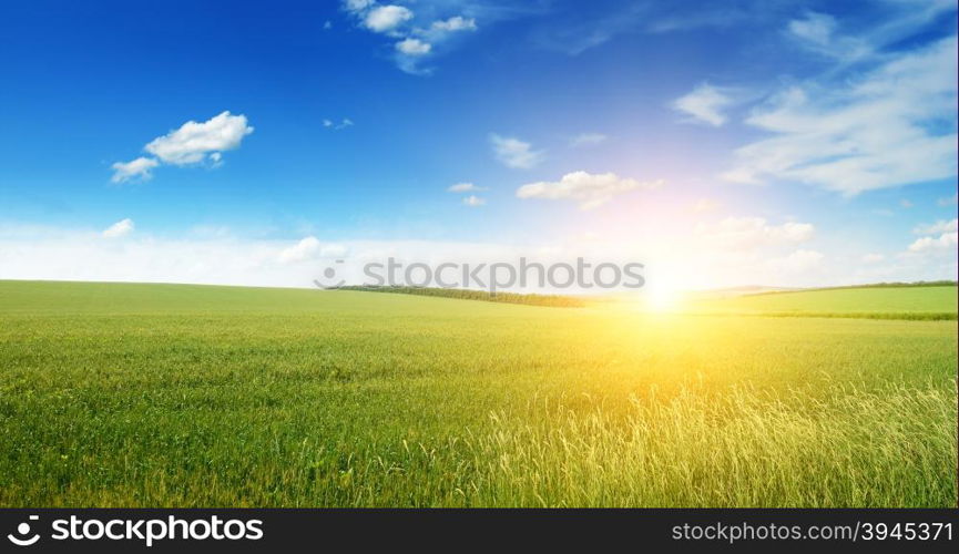 Beautiful sunset on green field