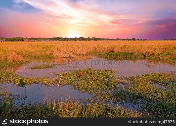 Beautiful sunset on the rice fields near Yangon in Myanmar