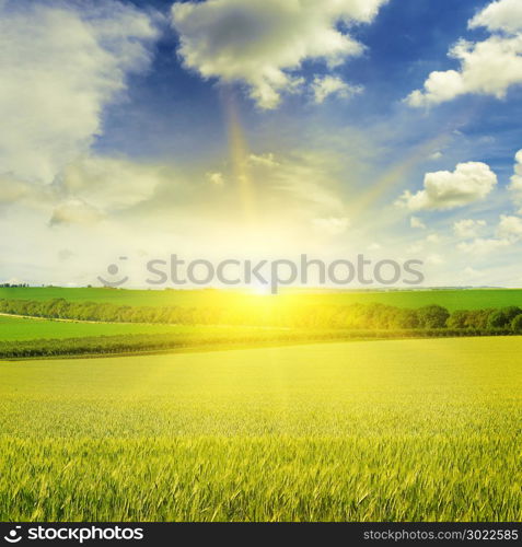 Beautiful sunset on wheat field and blue sky