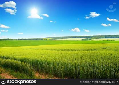 Beautiful sunset on wheat field and blue sky