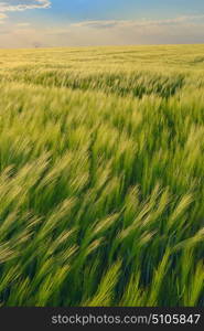 Beautiful sunset over green rye field