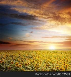 beautiful sunset over sunflowers field