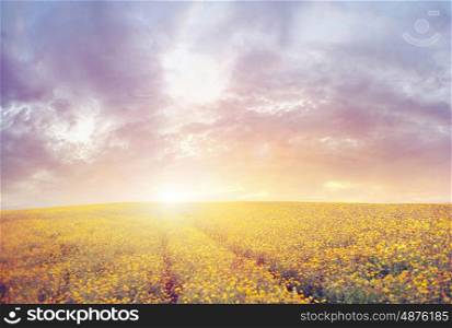 Beautiful sunset over the yellow canola field