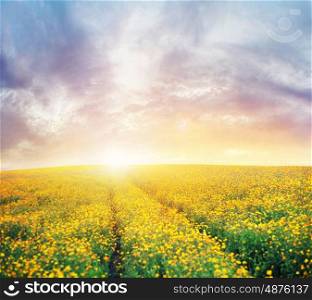 Beautiful sunset over thee colorful meadow