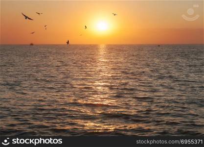 Beautiful sunset. Shining sun over sea horizon and flying seagull