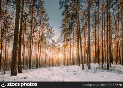 Beautiful Sunset Sunrise Sun Sunshine In Sunny Winter Snowy Coniferous Forest. Sunlight Through Woods In Winter Forest Landscape.