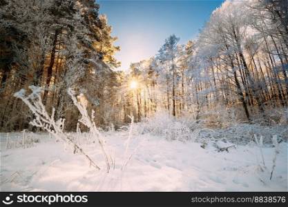 Beautiful Sunset Sunrise Sun Sunshine In Sunny Winter Snowy Coniferous Forest. Sunlight Through Woods In Winter Forest Landscape.