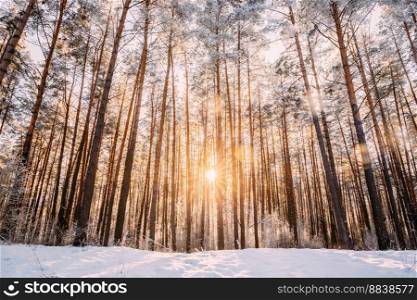Beautiful Sunset Sunrise Sun Sunshine In Sunny Winter Snowy Coniferous Forest.