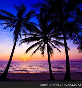 Beautiful sunset. Sunset over the ocean with tropical palm trees. Paradise beach