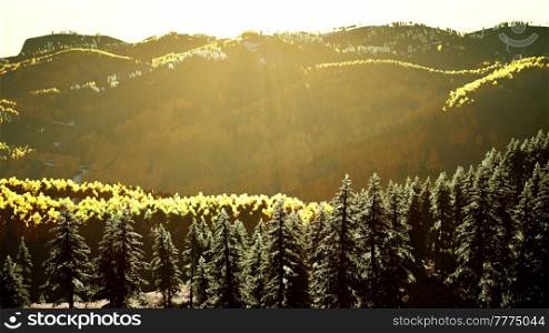 Beautiful sunset view in cedar forest in front of sayan mountain range