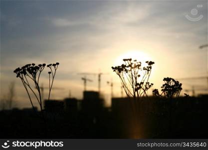 beautiful sunset with grass background