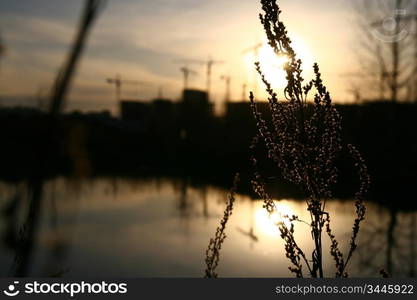 beautiful sunset with grass background