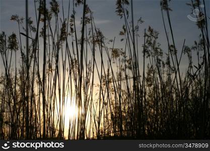 beautiful sunset with grass background