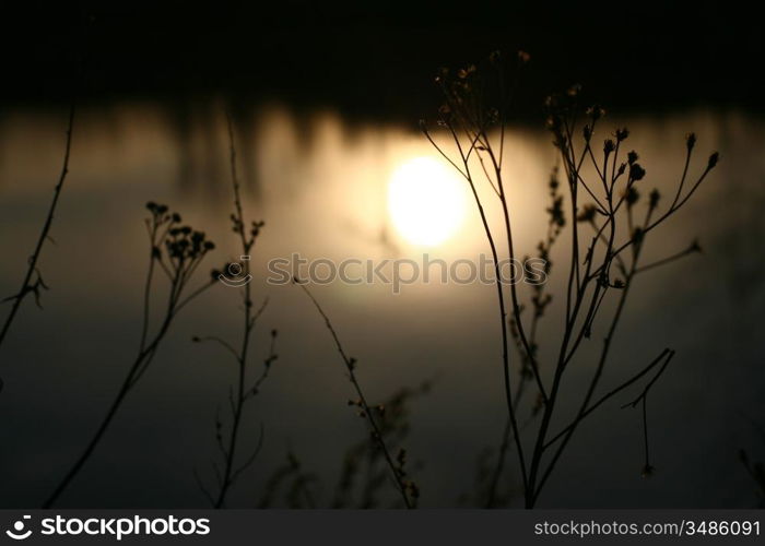 beautiful sunset with grass background