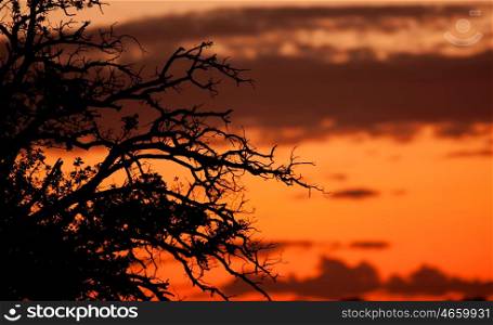Beautiful sunset with orange colors with the shadows of the branches of a tree in the foreground