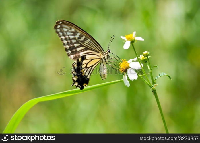 Beautiful swallowtail butterfly flying over flowers, concept of nature and freedom