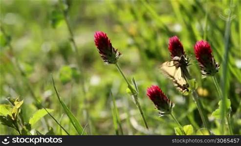 Beautiful swallowtail butterfly sucking nectar