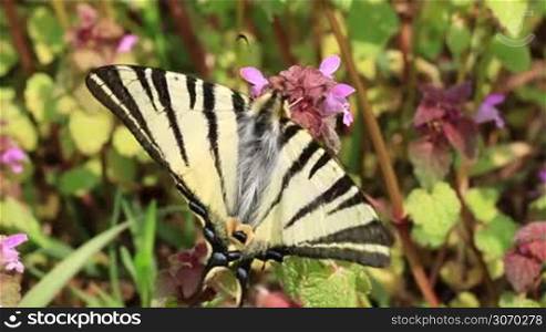 Beautiful swallowtail (Papilio machaon ) butterfly sucking nectar