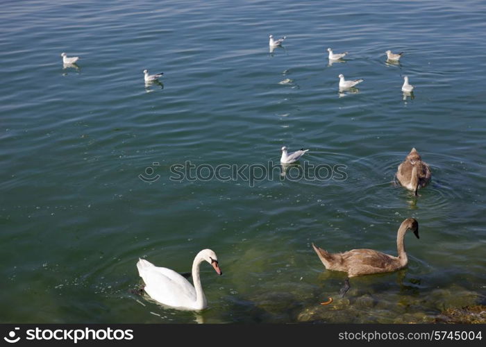 beautiful swans in lausanne lake, switzerland