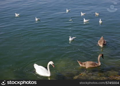 beautiful swans in lausanne lake, switzerland