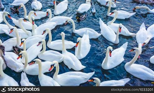 Beautiful swans swim on a lake in winter