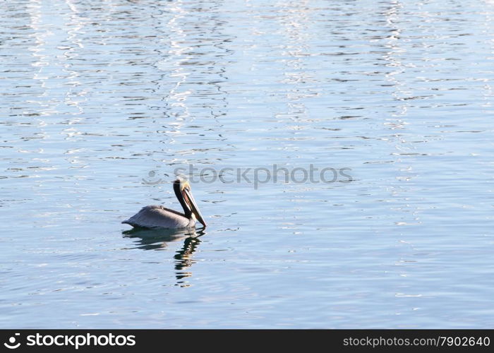 Beautiful swimming pelican in ocean water with reflections.