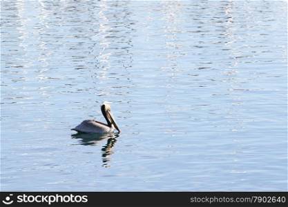 Beautiful swimming pelican in ocean water with reflections.