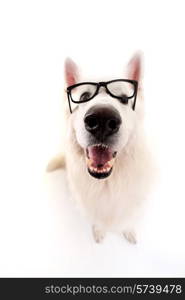 Beautiful Swiss White Shepherd dog posing in studio