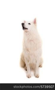Beautiful Swiss White Shepherd dog posing in studio