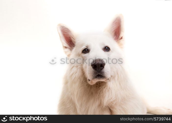 Beautiful Swiss White Shepherd dog posing in studio