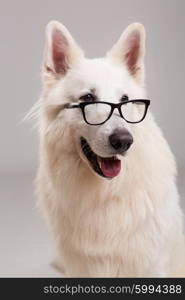 Beautiful Swiss White Shepherd dog posing in studio