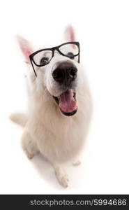 Beautiful Swiss White Shepherd dog posing in studio