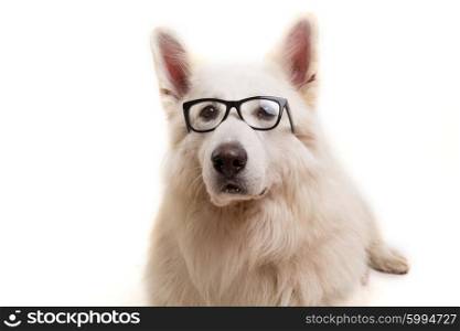 Beautiful Swiss White Shepherd dog posing in studio