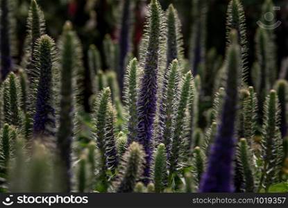 Beautiful tall purple flowers, Royal Candles Veronica, Lupinus field with pink purple and blue flowers.