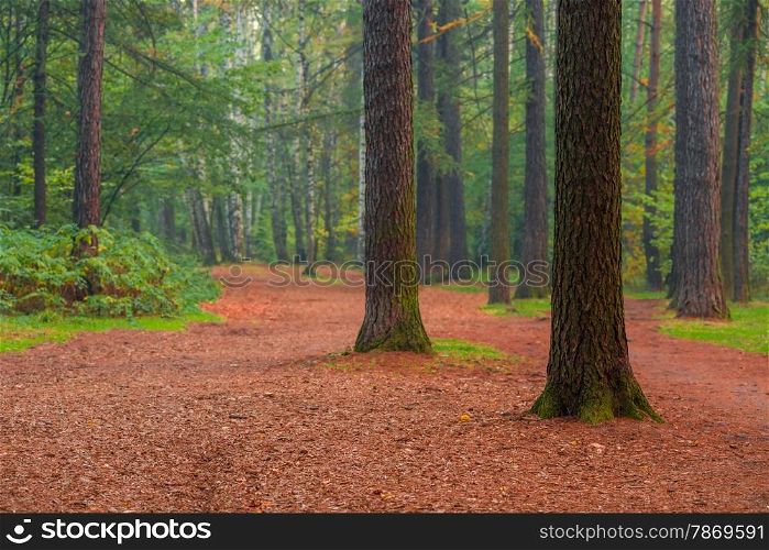 beautiful tall trees in summer forest morning