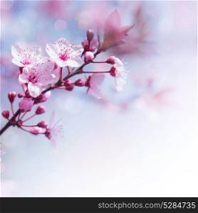 Beautiful tender cheery tree flowers border, blooming nature, first blossom, sunny day, natural border, spring time concept