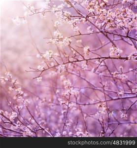 Beautiful tender cherry tree blossom in morning purple sun light, floral background, spring blooming flowers&#xA;
